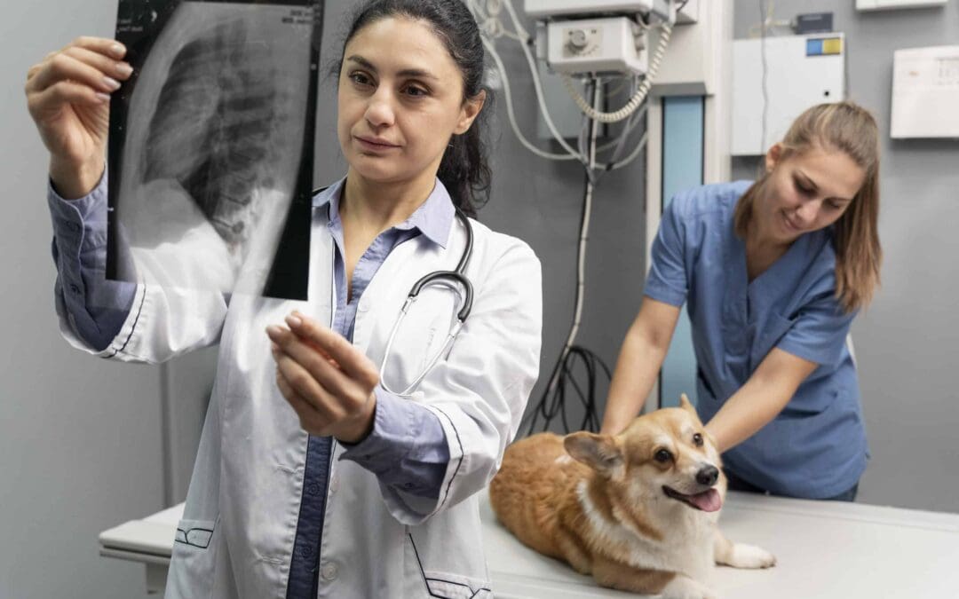 Veterinary X-Rays for Pet Owners
